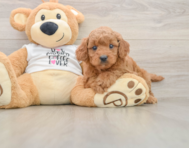 7 week old Mini Goldendoodle Puppy For Sale - Lone Star Pups
