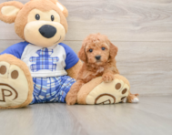 6 week old Mini Goldendoodle Puppy For Sale - Lone Star Pups