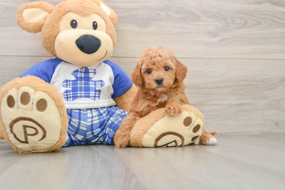 Playful Mini Groodle Poodle Mix Puppy