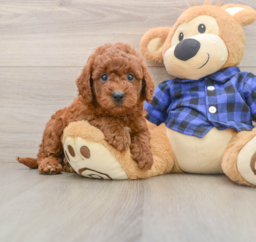 7 week old Mini Goldendoodle Puppy For Sale - Lone Star Pups