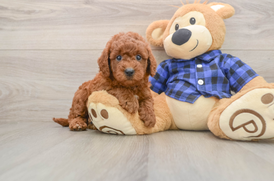 Best Mini Goldendoodle Baby