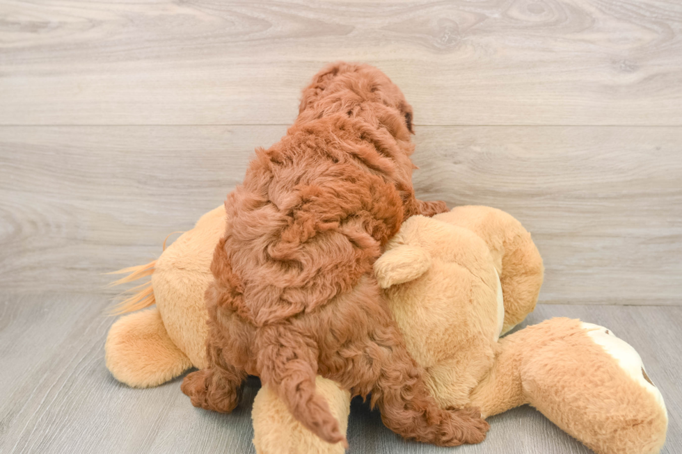 Mini Goldendoodle Pup Being Cute