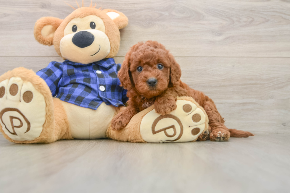 Mini Goldendoodle Pup Being Cute