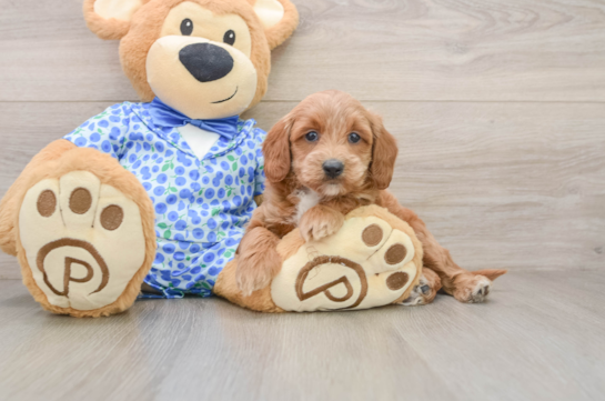 WASABI, a Mini Goldendoodle littermate