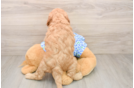 Small Mini Goldendoodle Baby