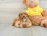 8 week old Mini Goldendoodle Puppy For Sale - Lone Star Pups