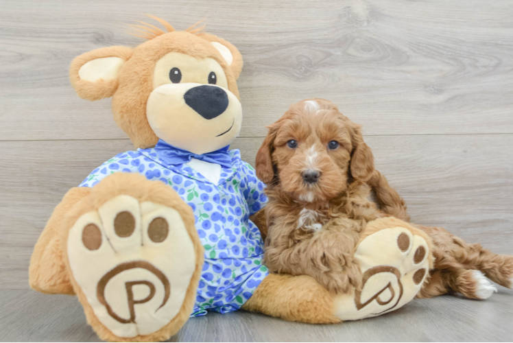 Mini Goldendoodle Pup Being Cute