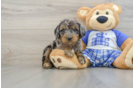 Cute Mini Goldendoodle Baby