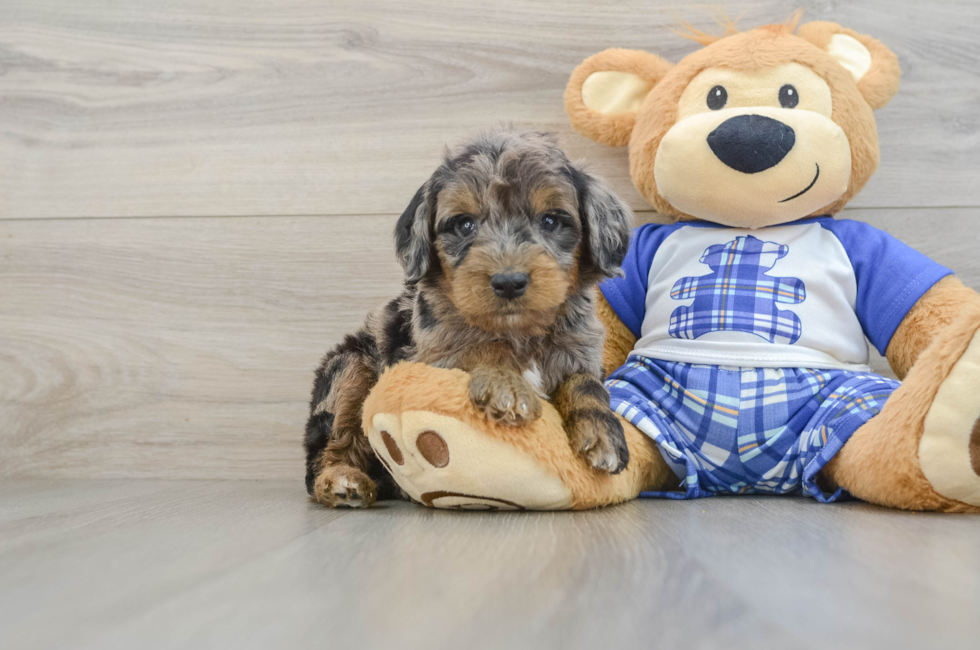 5 week old Mini Goldendoodle Puppy For Sale - Lone Star Pups