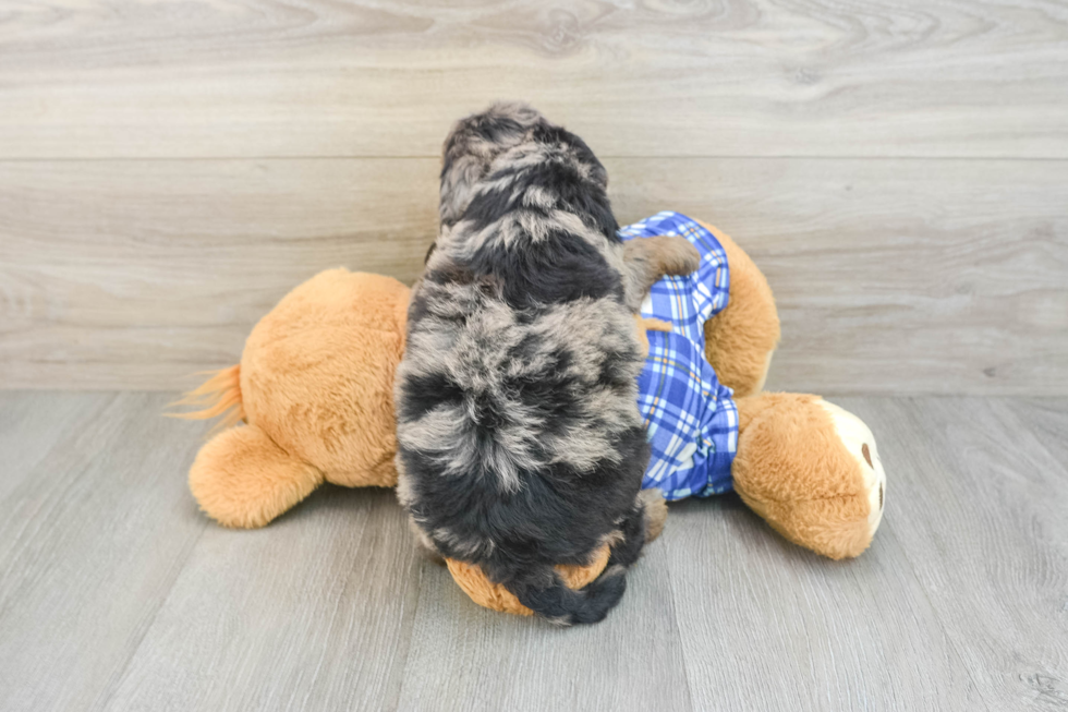Best Mini Goldendoodle Baby