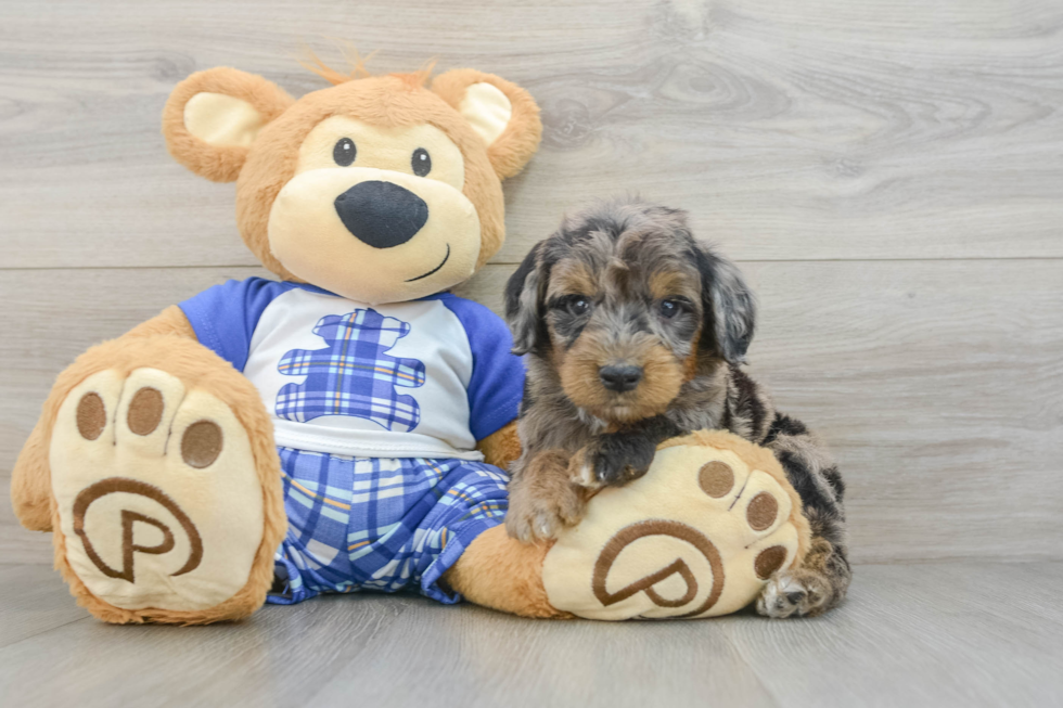 Hypoallergenic Mini Goldiepoo Poodle Mix Puppy