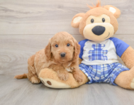 6 week old Mini Goldendoodle Puppy For Sale - Lone Star Pups