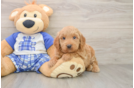 Popular Mini Goldendoodle Poodle Mix Pup