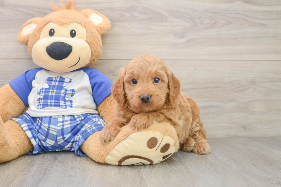 Popular Mini Goldendoodle Poodle Mix Pup