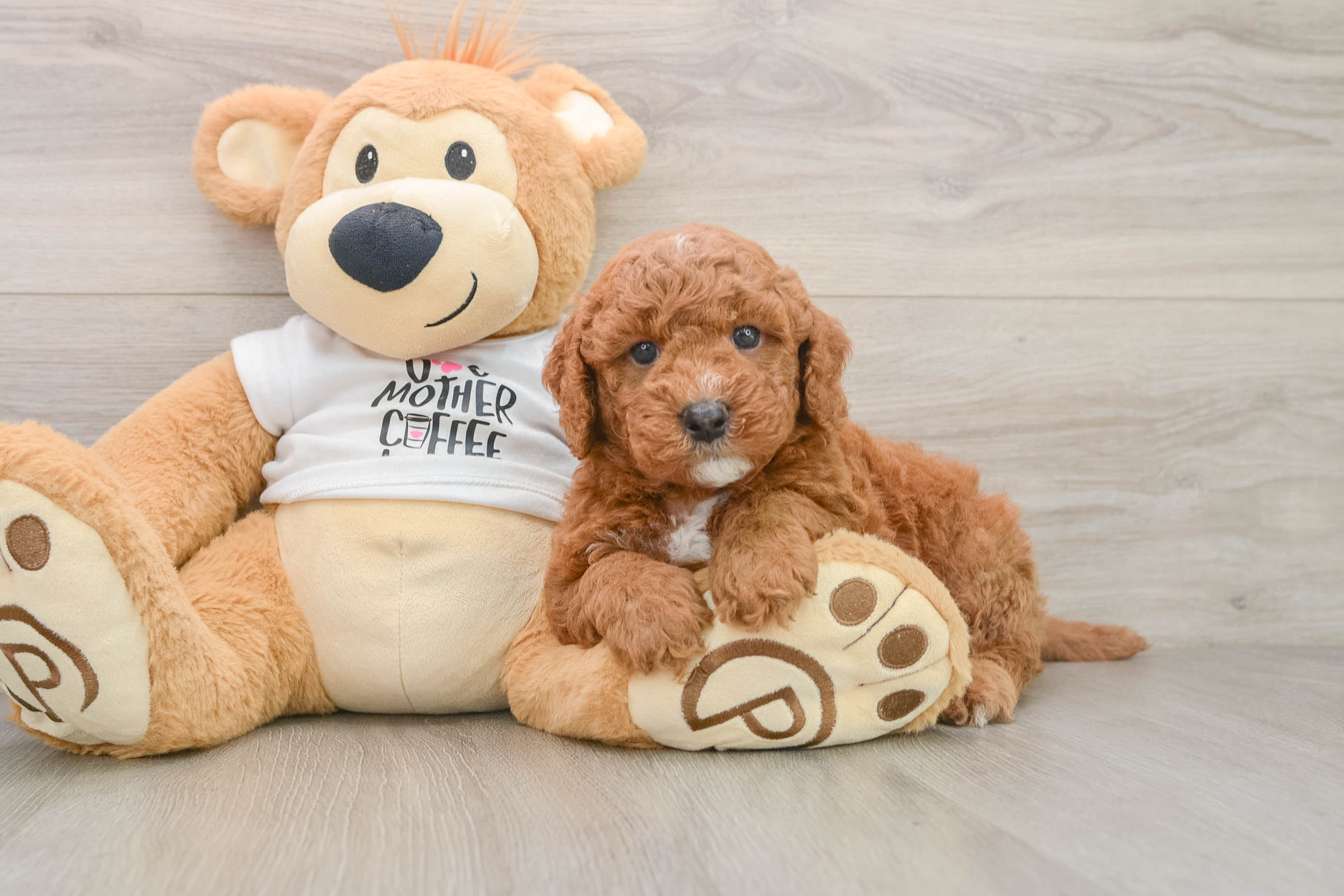 Friendly Mini Goldendoodle Baby
