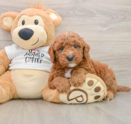 7 week old Mini Goldendoodle Puppy For Sale - Lone Star Pups