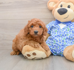 7 week old Mini Goldendoodle Puppy For Sale - Lone Star Pups