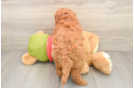 Energetic Golden Doodle Poodle Mix Puppy