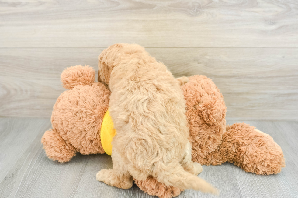 Mini Goldendoodle Pup Being Cute