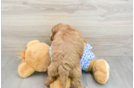 Smart Mini Goldendoodle Poodle Mix Pup