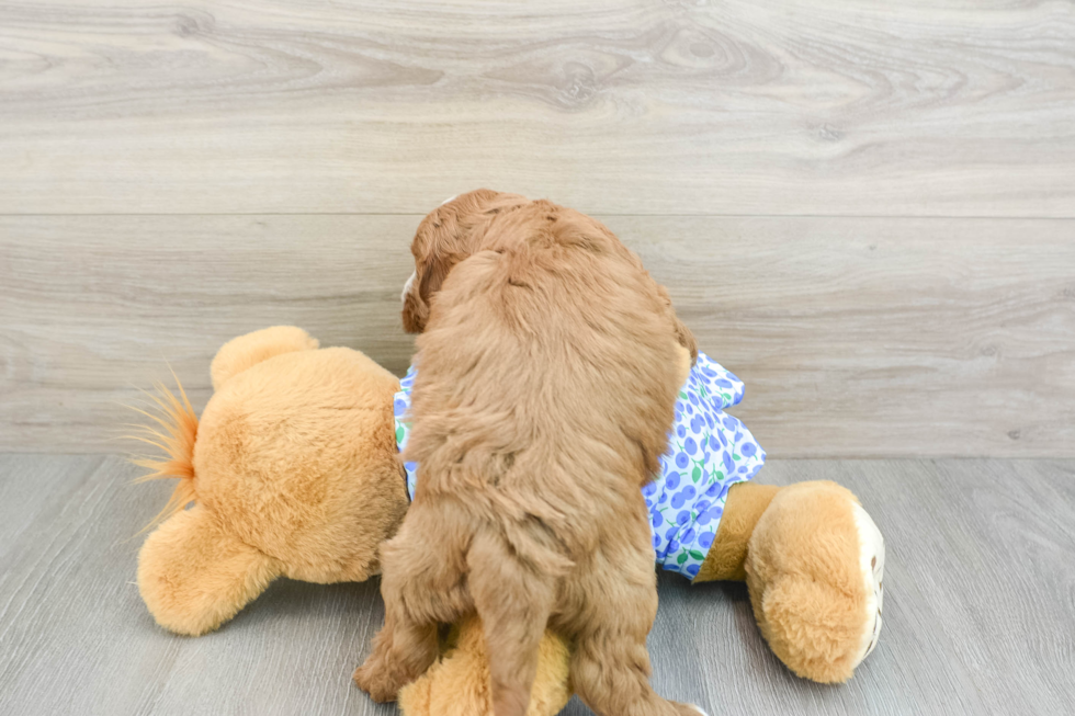 Smart Mini Goldendoodle Poodle Mix Pup