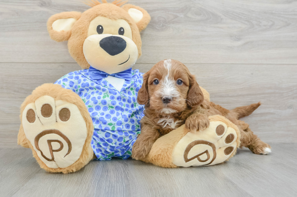 7 week old Mini Goldendoodle Puppy For Sale - Lone Star Pups