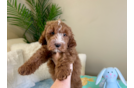 Cute Mini Goldiepoo Poodle Mix Puppy