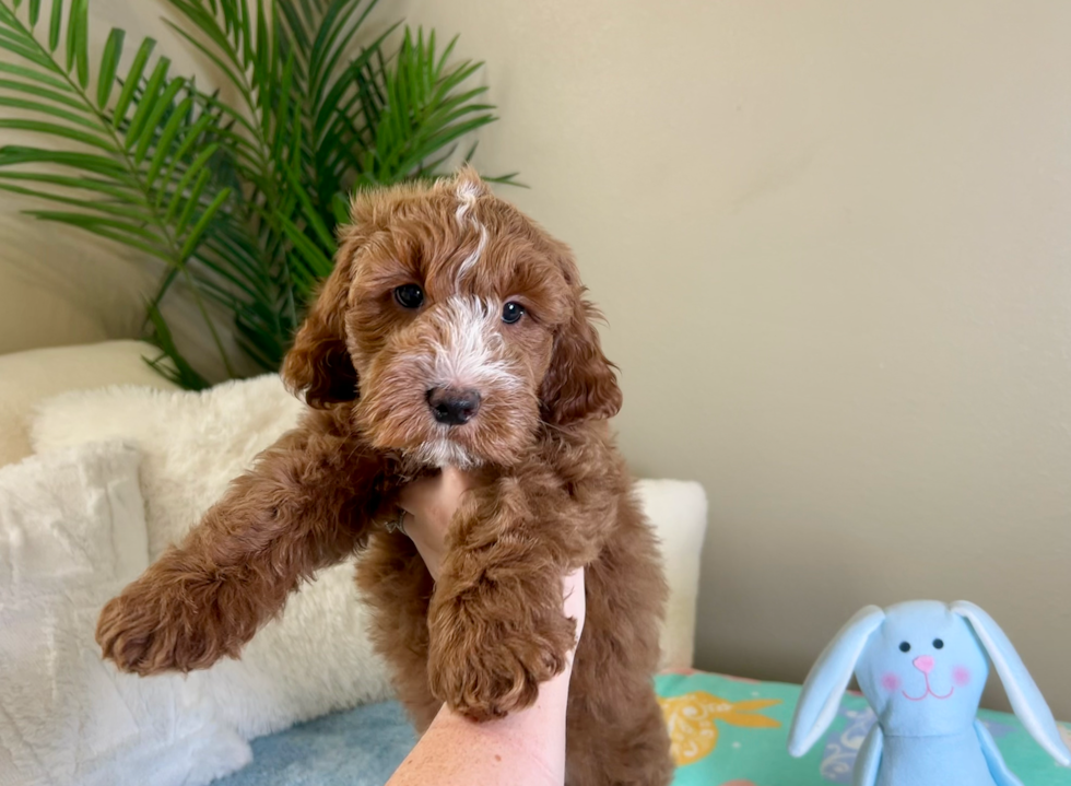 Cute Mini Goldiepoo Poodle Mix Puppy