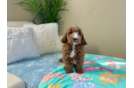 Cute Mini Goldendoodle Poodle Mix Pup