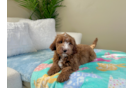 Cute Mini Goldenpoo Poodle Mix Puppy