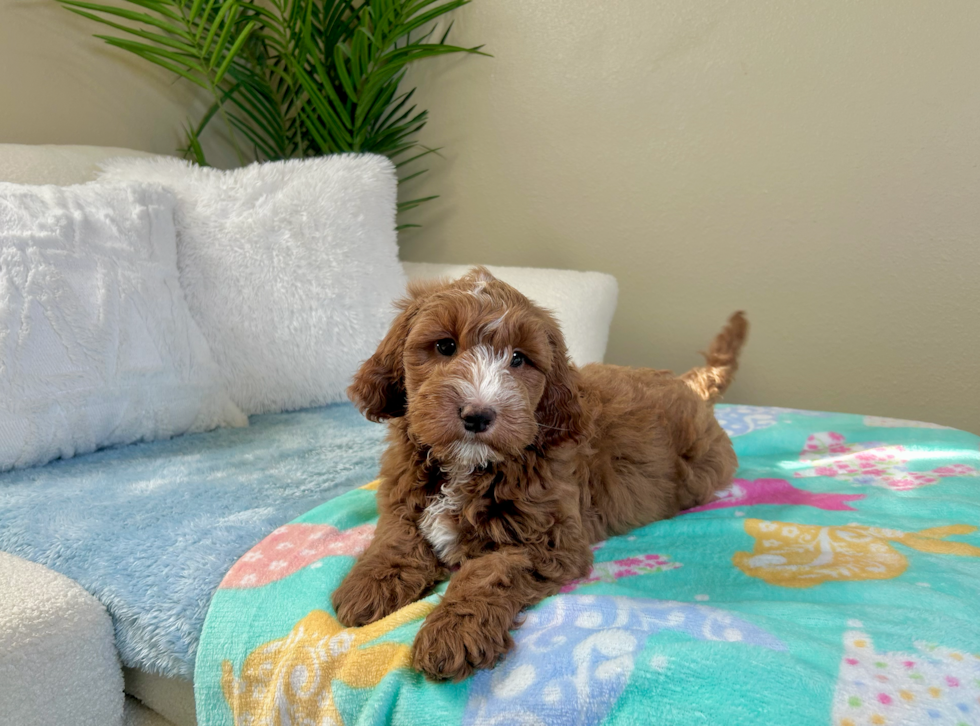 Cute Mini Goldenpoo Poodle Mix Puppy