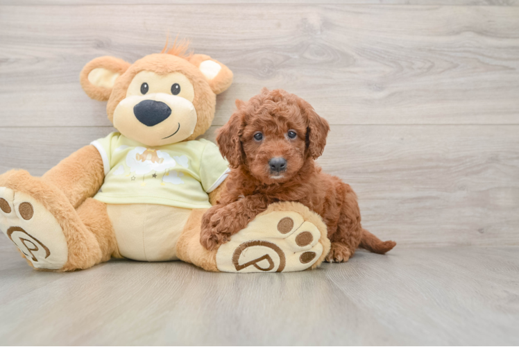 Mini Goldendoodle Puppy for Adoption