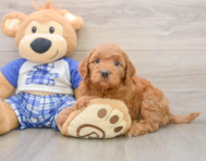 6 week old Mini Goldendoodle Puppy For Sale - Lone Star Pups