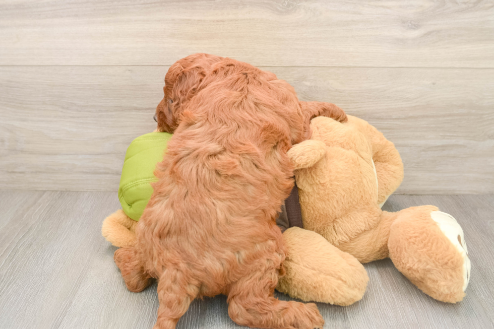 Small Mini Goldendoodle Baby