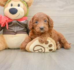 6 week old Mini Goldendoodle Puppy For Sale - Lone Star Pups