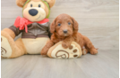 Funny Mini Goldendoodle Poodle Mix Pup