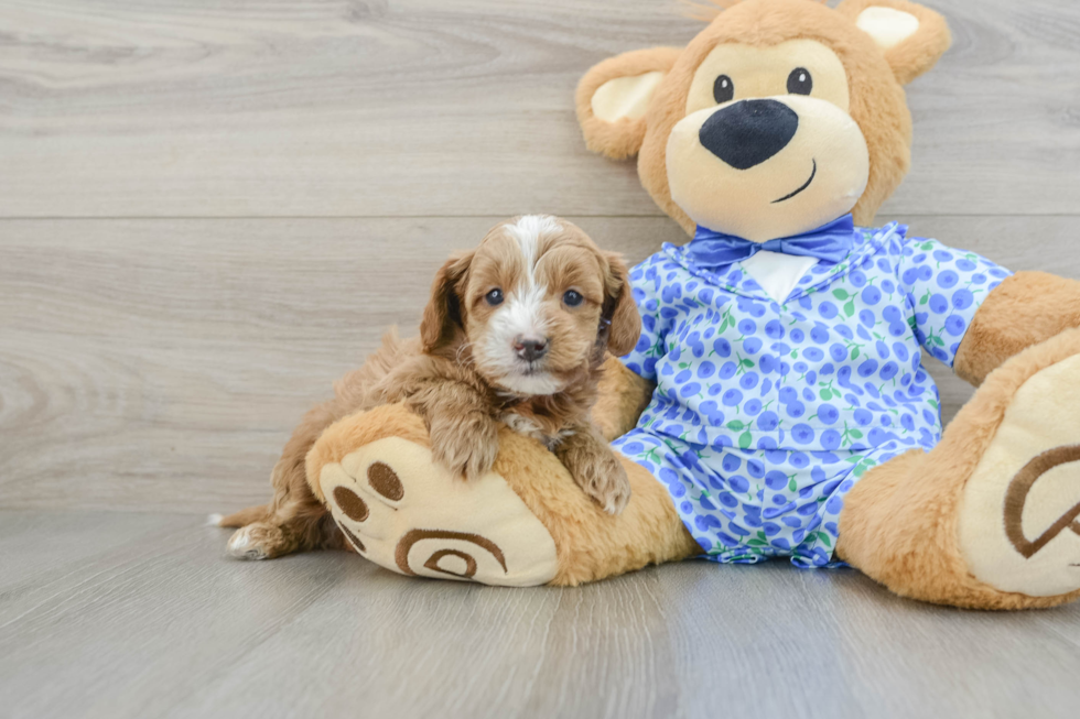 Mini Goldendoodle Pup Being Cute