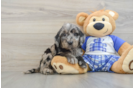 Playful Mini Groodle Poodle Mix Puppy