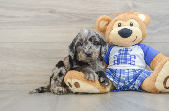 Playful Mini Groodle Poodle Mix Puppy