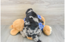 Playful Mini Groodle Poodle Mix Puppy