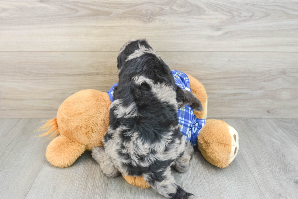 Playful Mini Groodle Poodle Mix Puppy