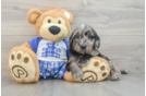 Funny Mini Goldendoodle Poodle Mix Pup