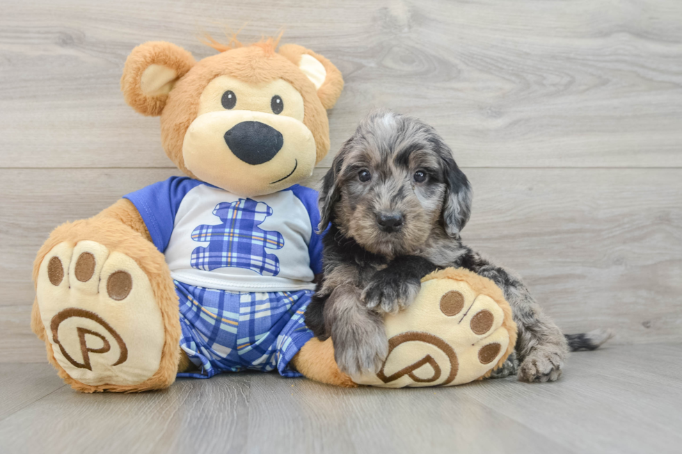 Funny Mini Goldendoodle Poodle Mix Pup