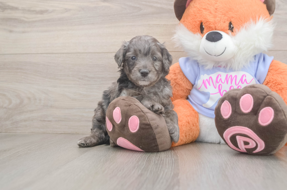 5 week old Mini Goldendoodle Puppy For Sale - Lone Star Pups