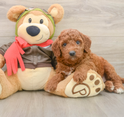 6 week old Mini Goldendoodle Puppy For Sale - Lone Star Pups