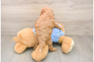 Petite Mini Goldendoodle Poodle Mix Pup