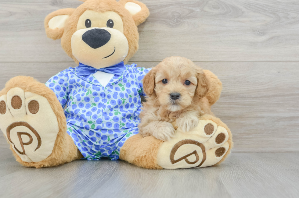 7 week old Mini Goldendoodle Puppy For Sale - Lone Star Pups