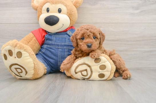 Little Mini Goldenpoo Poodle Mix Puppy