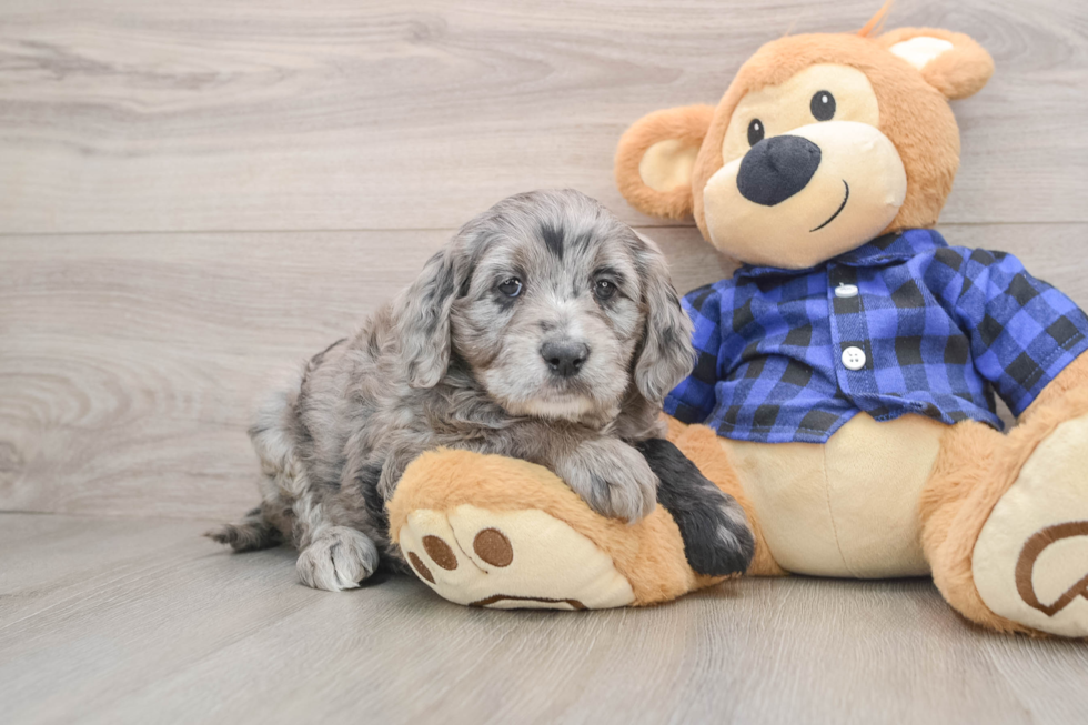 Petite Mini Goldendoodle Poodle Mix Pup