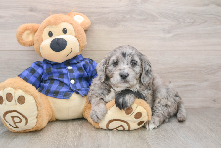 Sweet Mini Goldendoodle Baby